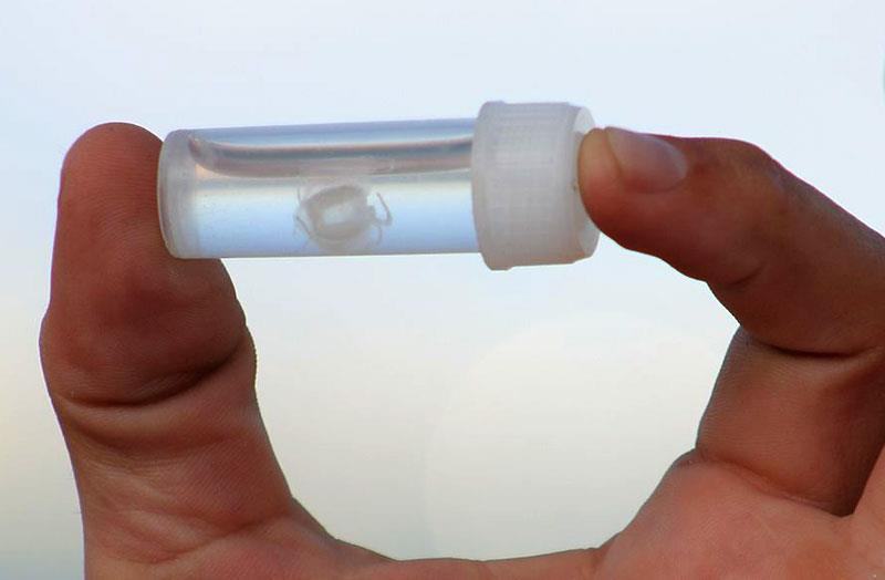 Small Irukandji jellyfish in a specimen tube.