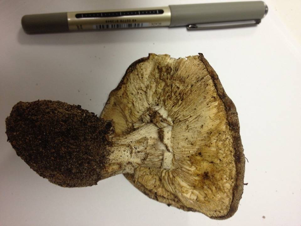 Mushroom specimen brought in after a child's ingestion.